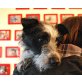 Lottchen, Terrier Mix - Hündin