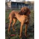 Lotte, Magyar Vizsla - Hündin