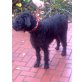 Lotte, Riesenschnauzerhündin, fast 5 Jahre, Riesenschnauzer - Hündin