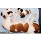 Lotte und Pünktchen, Jack-Russell-Terrier Welpen - Hündin