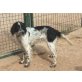 Lotti, English Setter - Hündin