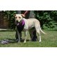 Lotti, Labrador-Mix - Hündin