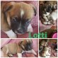 Lotti, Mischling - Hündin