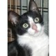 Lotti, Mischling - Katze