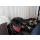 Lotti, Mops - Hündin