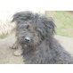 Lotti, Puli-Mix - Hündin