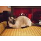 Lotti, Siamesen - Katze