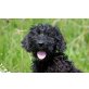 Lotti, SpanielPudel Mischung? Welpen - Hündin