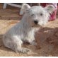 Lotti, West Highland White Terrier - Hündin
