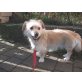 Lotti, sucht neues Zuhause - Hündin