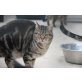 Lotus, Europäische Kurzhaarkatze - Kater