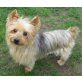 Lou-Lou, Yorkshire Terrier - Rüde