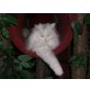 Lou, Perser mit Nase - Katze