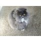 Louie, Perser-Siam-BKH-Mix - Kater