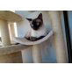 Louie, Siamesen - Kater
