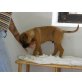 Louis, Boxer-Mischling Welpen - Rüde