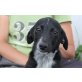 Louis, süßer Mix Welpen - Rüde