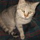 Louisa, liebe - Katze