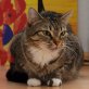 Louise, Hauskatze - Katze