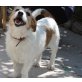 Louise, Terriermix Louise sucht endlich eine Familie - Hündin