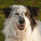 Louisi, Collie-Aussi-Mix - Rüde