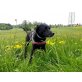 Loupito, Labrador-Mischling - Rüde