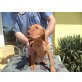 Lovag, Magyar Vizsla - Rüde
