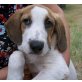 Lovely, Lovely, wie der Name so der Hund :liebenswert Welpen - Rüde