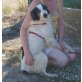 Lovely - NOTFALL, Border Collie Mix - Hündin