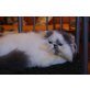 Lover Boy, Perser Bicolor - Kater