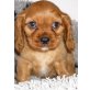 Lovesong, Cavalier King Charles Spaniel Welpen - Hündin