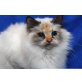 Lovi, Heilige Birma - Katze