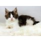 Lowstonecreek Danny Boy, Maine Coon - Kater