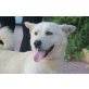 Lu, Lu, lieber Familienhund - Rüde