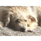 Lua, absoluter Traumhund - Hündin