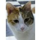 Lua, liebe Glückskätzin möchte Ihr Herz erobern - Katze