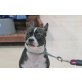Lua, liebes Bulldoggenmixmädel - Hündin