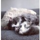 Luana und Nala, Maine-Coon - Hauskatze / Brit. KH - Ragdoll - Katze
