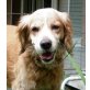 Luca 9, Cockerspaniel - Rüde