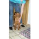 Luca, Magyar Vizsla Welpen - Rüde