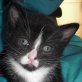 Luca, schwarz/weißer - Kater