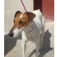 Lucas, Glatthaar-Foxterrier - Rüde