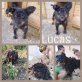 Lucas, Puli-Mix - Rüde