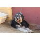 Lucas, ein ganz besonderer Hund - Rüde