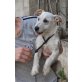 Lucas, klasse Familienhund - Rüde