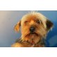 Lucas, liebes Kerlchen, Yorkshire Terrier - Rüde