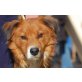 Lucas,, toller Familienhund - Rüde