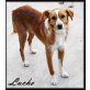 Lucho, Podenco Mix - Rüde