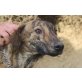 Lucho, lieber Galgo-Mix - Rüde