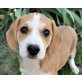Luci, Beagle-Mischling Welpen - Hündin